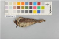 藏品(冠羽畫眉)的圖片